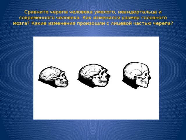 Сравните черепа человека умелого, неандертальца и современного человека. Как изменился размер головного мозга? Какие изменения произошли с лицевой частью черепа?