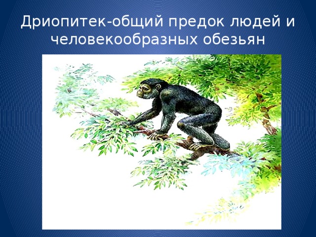 Дриопитек-общий предок людей и человекообразных обезьян