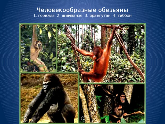 Человекообразные обезьяны  1. горилла 2. шимпанзе 3. орангутан 4. гиббон