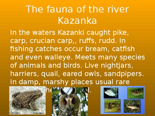 The fauna of the river Kazanka In the waters Kazanki caught pike, carp, crucian carp,, ruffs, rudd. In fishing catches occur bream, catfish and even walleye. Meets many species of animals and birds. Live nightjars, harriers, quail, eared owls, sandpipers. In damp, marshy places usual rare species - the gray toad.