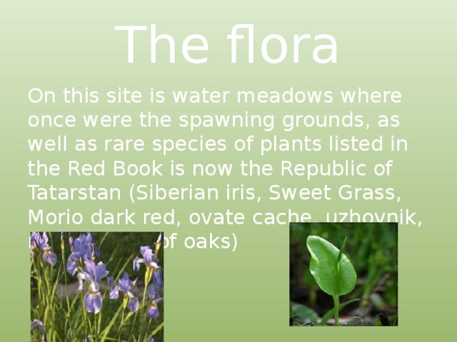 The flora On this site is water meadows where once were the spawning grounds, as well as rare species of plants listed in the Red Book is now the Republic of Tatarstan (Siberian iris, Sweet Grass, Morio dark red, ovate cache, uzhovnik, rare species of oaks)