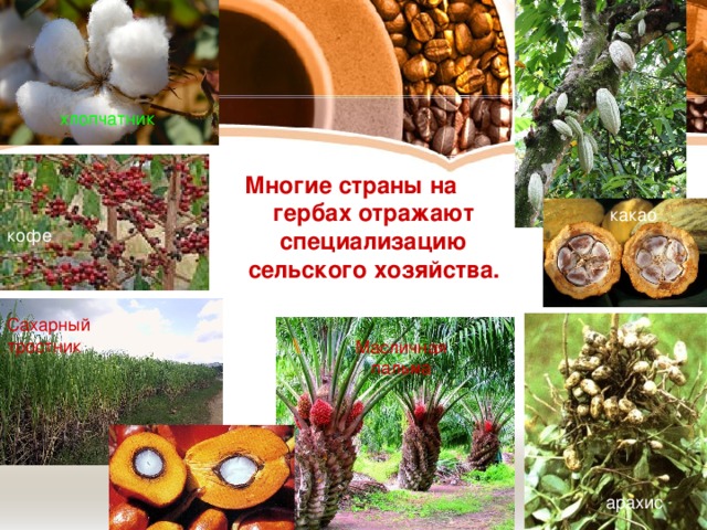 хлопчатник какао Многие страны на  гербах отражают  специализацию  сельского хозяйства.   кофе Сахарный тростник Масличная пальма арахис