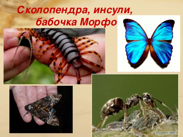 Сколопендра, инсули,  бабочка Морфо