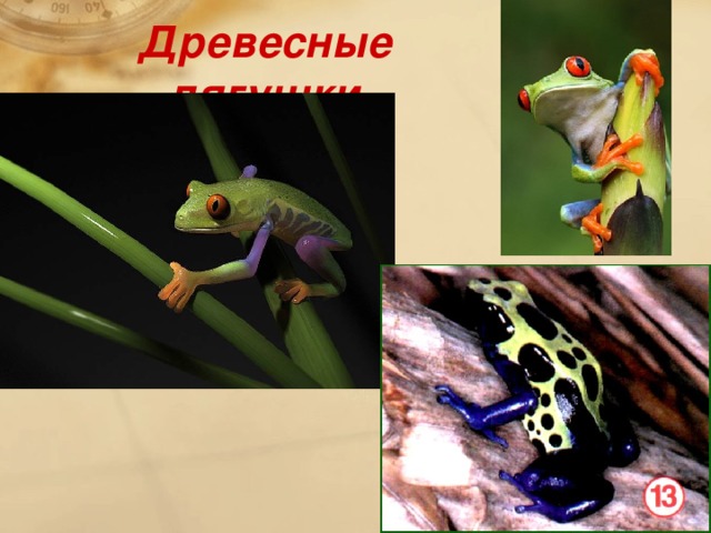 Древесные лягушки