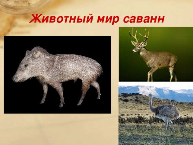 Животный мир саванн