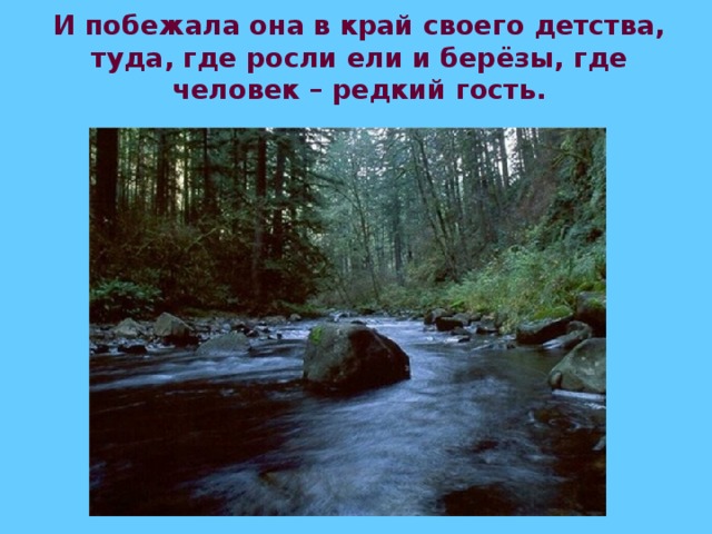 И побежала она в край своего детства, туда, где росли ели и берёзы, где человек – редкий гость.