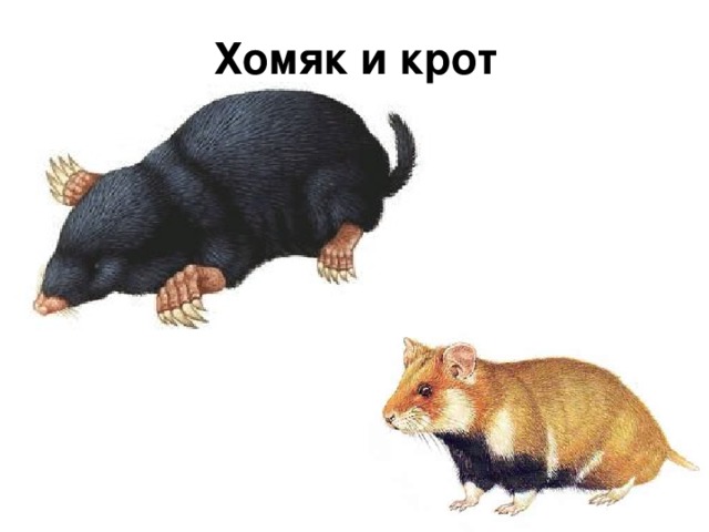 Хомяк и крот