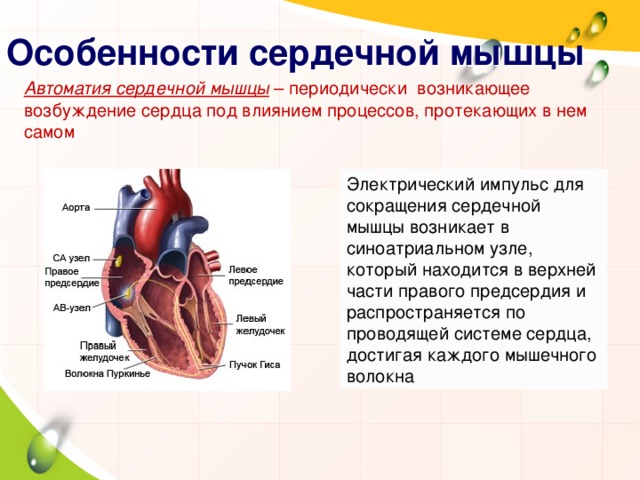 Особенности сердечной мышцы Автоматия сердечной мышцы – периодически возникающее возбуждение сердца под влиянием процессов, протекающих в нем самом Электрический импульс для сокращения сердечной мышцы возникает в синоатриальном узле, который находится в верхней части правого предсердия и распространяется по проводящей системе сердца, достигая каждого мышечного волокна