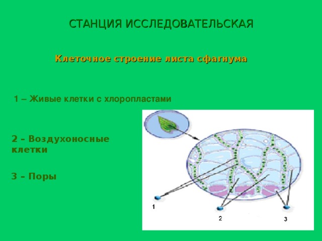 СТАНЦИЯ ИССЛЕДОВАТЕЛЬСКАЯ Клеточное строение листа сфагнума 1 – Живые клетки с хлоропластами 2 – Воздухоносные клетки 3 – Поры