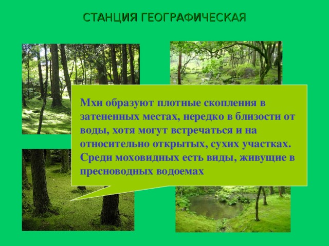 СТАНЦИЯ ГЕОГРАФИЧЕСКАЯ Мхи образуют плотные скопления в затененных местах, нередко в близости от воды, хотя могут встречаться и на относительно открытых, сухих участках. Среди моховидных есть виды, живущие в пресноводных водоемах