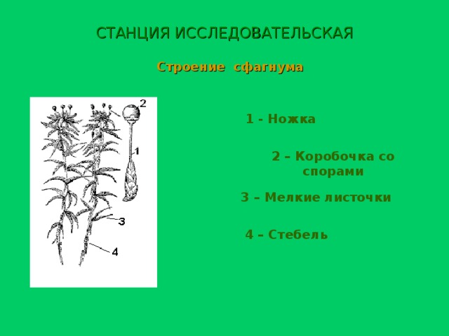 СТАНЦИЯ ИССЛЕДОВАТЕЛЬСКАЯ Строение сфагнума 1 - Ножка 2 – Коробочка со спорами 3 – Мелкие листочки 4 – Стебель