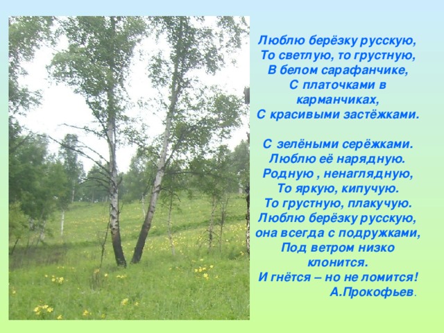 Люблю берёзку русскую,  То светлую, то грустную,  В белом сарафанчике,  С платочками в карманчиках,  С красивыми застёжками.  С зелёными серёжками.  Люблю её нарядную.  Родную , ненаглядную,  То яркую, кипучую.  То грустную, плакучую.  Люблю берёзку русскую,  она всегда с подружками,  Под ветром низко клонится.  И гнётся – но не ломится!  А.Прокофьев .