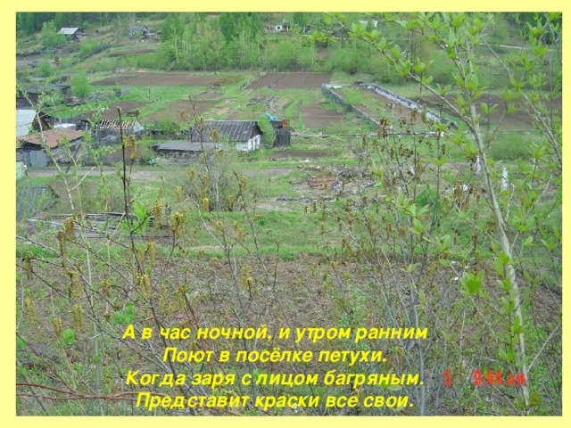 А в час ночной, и утром ранним  Поют в посёлке петухи.  Когда заря с лицом багряным.  Представит краски все свои.