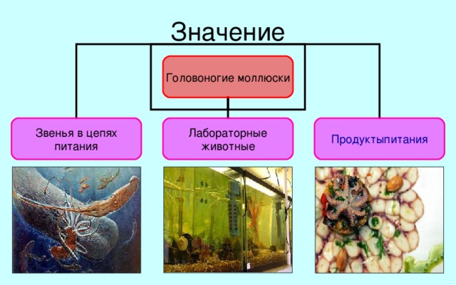 Роль головоногих. Значение головоногих моллюсков. Значение класса головоногие. Значение головоногих моллюсков в природе. Значение головоногих моллюсков в жизни человека.