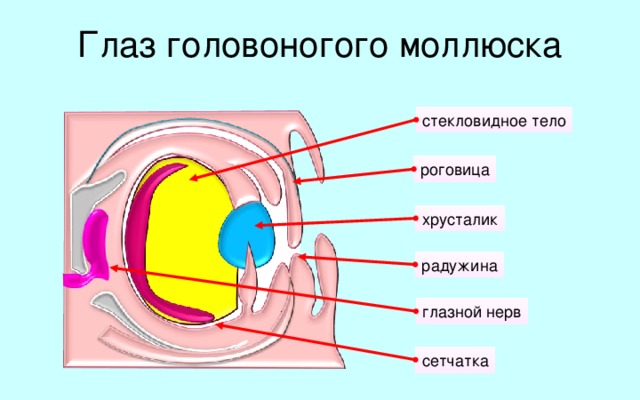 Глаз головоногого моллюска стекловидное тело роговица хрусталик радужина глазной нерв Среди органов чувств, которыми наделены головоногие моллюски, наибольшей сложности и совершенства достигли глаза. Они обычно помещаются в углублениях хрящевой головной капсулы. Глаз Головоногих не уступают по сложности глазам позвоночных. Он имеет: роговицу, радужину со способным к сужению и расширению зрачком, хрусталик, сетчатку. Содержимое глаза заполнено стекловидным телом. А для анализа и передачи информации существует глазной нерв. У некоторых есть даже веко, которое может закрывать глаз. Ни у кого из обитателей моря нет таких зорких глаз, как у головоногих моллюсков. У осьминога на 1 квадратный мм сетчатки глаза насчитывается около 64000 воспринимающих свет зрительных элементов, у кальмара Батитеутиса – до 250 тысяч, в то время как у карпа их 50 тысяч, у человека — 400 тысяч. И по размерам глаз головоногие моллюски держат рекорд. Глаз каракатицы лишь в десять раз меньше её самой. сетчатка 14