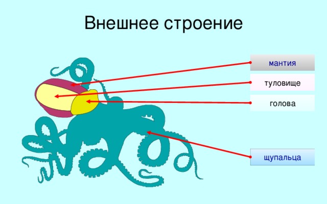 Внешнее строение мантия туловище голова щупальца Размеры головоногих – от нескольких сантиметров до 18-20 метров (некоторые кальмары). Тело обычно разделено перехватом на голову и туловище. Туловище со всех сторон окружено мантией. Щупальца соответствуют видоизмененной и расчлененной ноге других моллюсков. 5