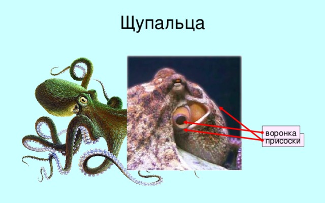 Щупальца воронка присоски У осьминогов 8 щупалец, у кальмаров и каракатиц – 10. Ловчие щупальца кальмаров более длинные, с присосками только на концах. Внутренняя сторона щупалец усажена многочисленными дисководными присосками. В процессе развития задняя часть ноги головоногих моллюсков сворачивается, образуя мускулистую коническую трубку (воронку), широкой стороной обращенную в мантийную полость, суженой – наружу. 6
