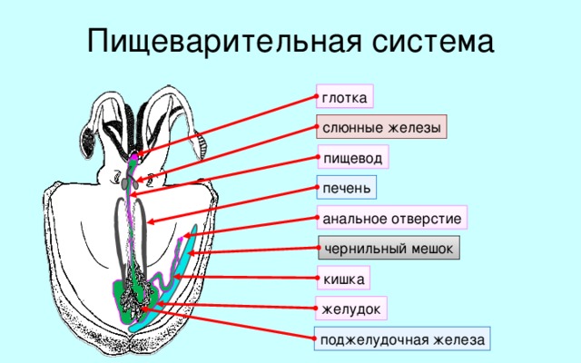 Пищеварительная система глотка слюнные железы пищевод печень анальное отверстие чернильный мешок кишка Рассмотрим строение пищеварительной системы головоногих моллюсков. Ротовое отверстие головоногих небольшое. Глотка мускулистая, снабжена двумя крепкими хитиновыми челюстями, напоминающими клюв попугая. В ротовой полости на особом языковидном выступе помещается радула — хитиновая лента, усаженная рядами мелких зубчиков. В глотку открываются протоки слюнных желёз. От глотки к желудку тянется тонкая трубка — пищевод. Съеденные куски пищи попадают в мускулистый желудок, куда поступают пищеварительные соки, вырабатываемые печенью и поджелудочной железой. Непереваренные остатки пищи поступают в кишку и выбрасываются наружу через анальное отверстие. На брюшной стороне внутренностной массы лежит чернильный мешок, протоки которого выводятся в кишку. желудок поджелудочная железа 10