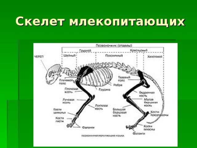 Если у животного имеется отдел скелета. Скелет млекопитающих. Отделы скелета млекопитающих. Скелет млекопитающих схема. Строение скелета млекопитающих.