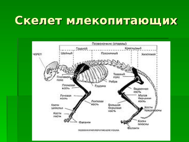 Отделы скелета млекопитающих животных