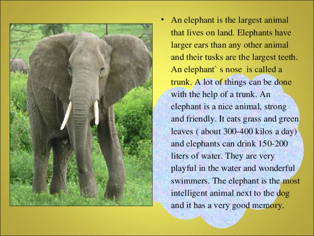 An elephant is the largest animal that lives on land. Elephants have larger ears than any other animal and their tusks are the largest teeth. An elephant` s nose is called a trunk. A lot of things can be done with the help of a trunk. An elephant is a nice animal, strong and friendly. It eats grass and green leaves ( about 300-400 kilos a day) and elephants can drink 150-200 liters of water. They are very playful in the water and wonderful swimmers. The elephant is the most intelligent animal next to the dog and it has a very good memory.