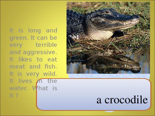 It is long and green. It can be very terrible and aggressive. It likes to eat meat and fish. It is very wild. It lives in the water. What is it ? a crocodile