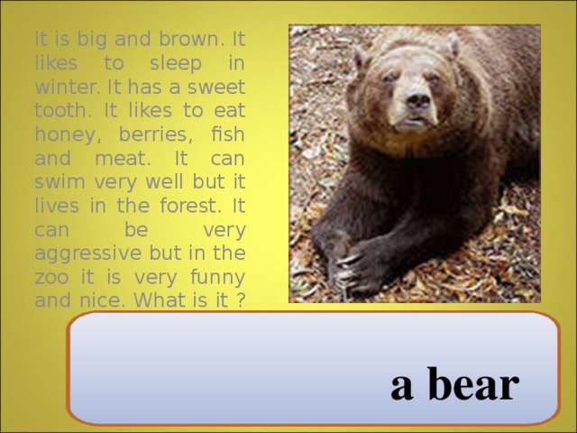 It is big and brown. It likes to sleep in winter. It has a sweet tooth. It likes to eat honey, berries, fish and meat. It can swim very well but it lives in the forest. It can be very aggressive but in the zoo it is very funny and nice. What is it ? a bear