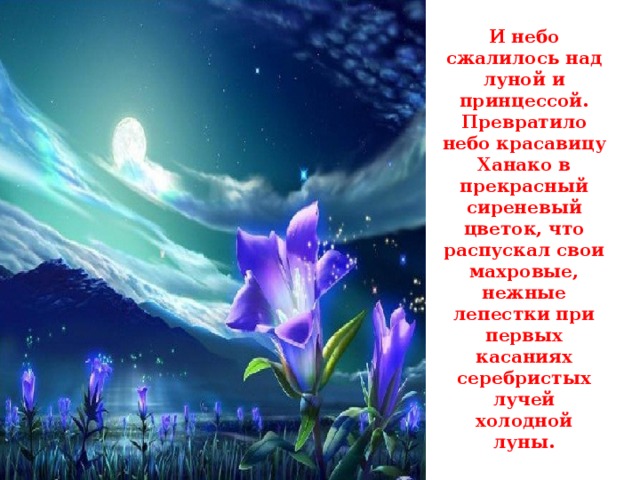 И небо сжалилось над луной и принцессой. Превратило небо красавицу Ханако в прекрасный сиреневый цветок, что распускал свои махровые, нежные лепестки при первых касаниях серебристых лучей холодной луны.