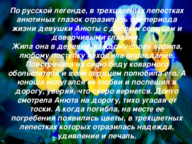 По русской легенде, в трехцветных лепестках анютиных глазок отразились три периода жизни девушки Анюты с добрым сердцем и доверчивыми глазами. Жила она в деревне, каждому слову верила, любому поступку находила оправдание. Повстречала на свою беду коварного обольстителя и всем сердцем полюбила его. А юноша испугался ее любви и поспешил в дорогу, уверяя, что скоро вернется. Долго смотрела Анюта на дорогу, тихо угасая от тоски. А когда погибла, на месте ее погребения появились цветы, в трехцветных лепестках которых отразилась надежда, удивление и печаль. В природе известно более 400 видов фиалок. Самое широкое распространение получила любимица садоводов под названием 