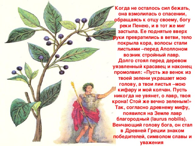 Когда не осталось сил бежать, она взмолилась о спасении, обращаясь к отцу своему, богу реки Пенею, и в тот же миг застыла. Ее поднятые вверх руки превратились в ветви, тело покрыла кора, волосы стали листьями –перед Аполлоном возник стройный лавр.  Долго стоял перед деревом уязвленный красавец и наконец промолвил: «Пусть же венок из твоей зелени украшает мою голову, а твои листья –мою кифару и мой колчан. Пусть никогда не увянет, о лавр, твоя крона! Стой же вечно зеленым!»  Так, согласно древнему мифу, появился на Земле лавр благородный (laurus nobilis).  Венчающий голову бога, он стал в Древней Греции знаком победителей, символом славы и уважения