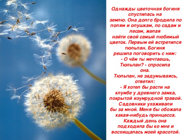 Однажды цветочная богиня спустилась на  землю. Она долго бродила по полям и опушкам, по садам и лесам, желая  найти свой самый любимый цветок. Первым ей встретился тюльпан. Богиня  решила поговорить с ним:  - О чём ты мечтаешь, Тюльпан? - спросила  она.  Тюльпан, не задумываясь, ответил:  - Я хотел бы расти на  клумбе у древнего замка, покрытой изумрудной травой. Садовники ухаживали  бы за мной. Меня бы обожала какая-нибудь принцесса. Каждый день она  подходила бы ко мне и восхищалась моей красотой.