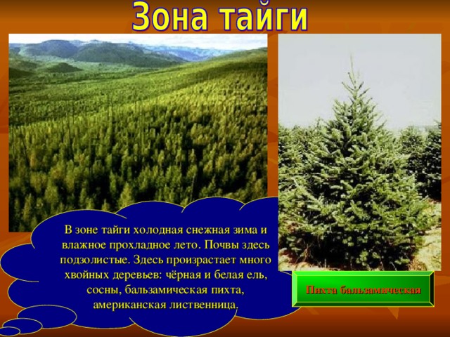 В зоне тайги холодная снежная зима и влажное прохладное лето. Почвы здесь подзолистые. Здесь произрастает много хвойных деревьев: чёрная и белая ель, сосны, бальзамическая пихта, американская лиственница. Пихта бальзамическая