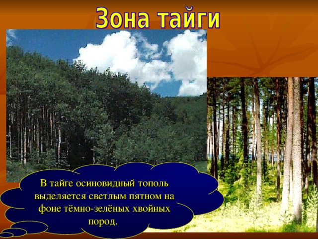 В тайге осиновидный тополь выделяется светлым пятном на фоне тёмно-зелёных хвойных пород.