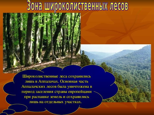 Широколиственные леса сохранились лишь в Аппалачах. Основная часть Аппалачских лесов была уничтожена в период заселения страны европейцами при распашке земель и сохранились лишь на отдельных участках.