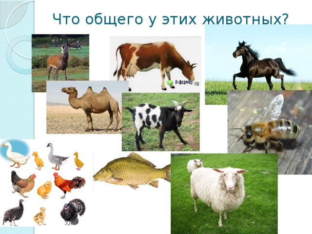 Что общего у этих животных?