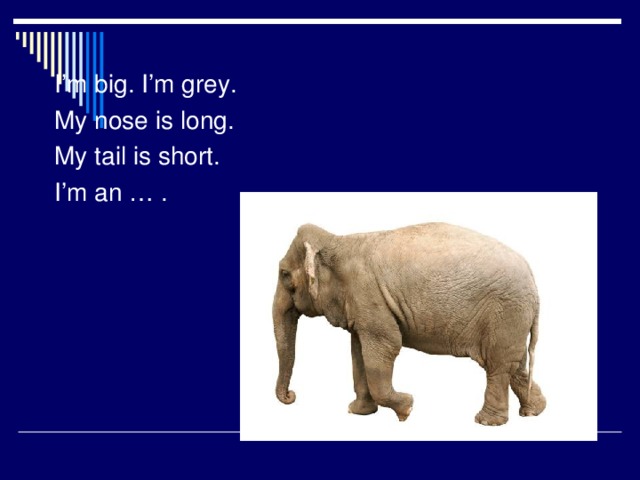 I’m big. I’m grey. My nose is long. My tail is short. I’m an … .