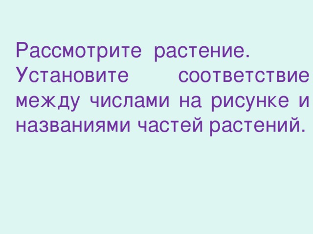 Рассмотрите растение. Установите соответствие между числами на рисунке и названиями частей растений.