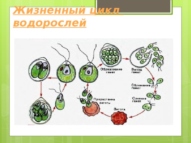 Жизненный цикл водорослей