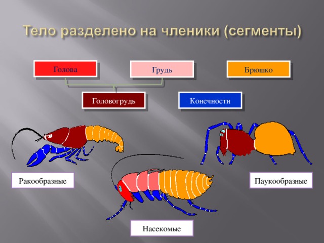 Голова Брюшко Грудь Конечности Головогрудь Тело членистоногих подразделено на членики (сегменты), которые сгруппированы в несколько отделов: голова, грудь и брюшко. У ракообразных и паукообразных голова и грудь сливаются воедино, образуя одну мощную головогрудь.  Из отдельных члеников состоят и конечности этих животных; этот признак настолько характерен для них, что дал название всему типу. Паукообразные Ракообразные Насекомые