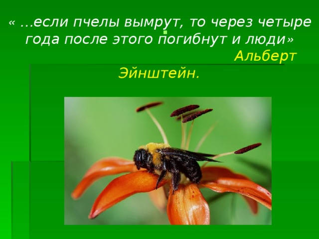 «  … если пчелы вымрут, то через четыре года после этого погибнут и люди »  Альберт Эйнштейн.