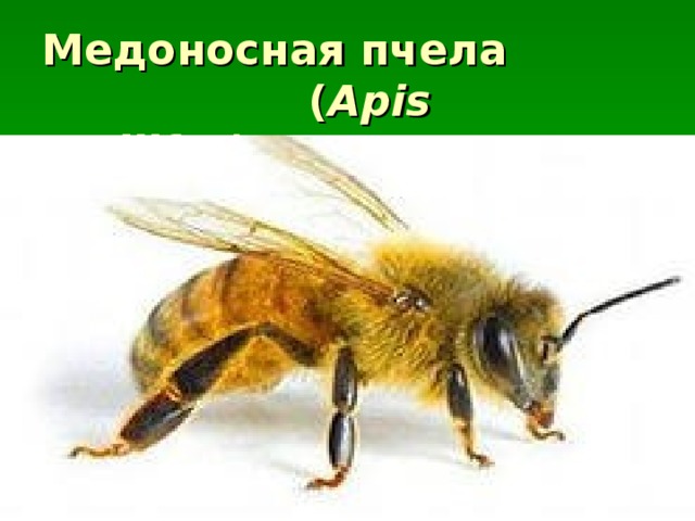 Медоносная пчела  ( Apis mellifer) .