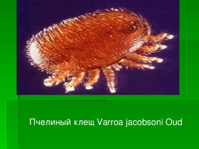 Пчелиный клещ Varroa jacobsoni Oud