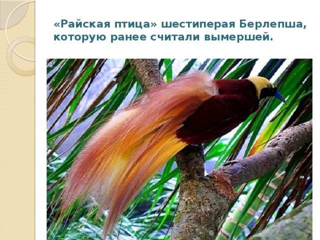 «Райская птица» шестиперая Берлепша, которую ранее считали вымершей.