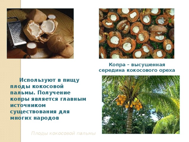 Копра – высушенная середина кокосового ореха  Используют в пищу плоды кокосовой пальмы. Получение копры является главным источником существования для многих народов Плоды кокосовой пальмы