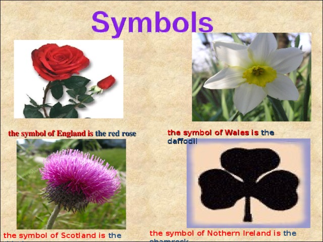 the symbol of England is the red rose the symbol of Wales is the daffodil the symbol of Nothern Ireland is the shamrock the symbol of Scotland is the thistle