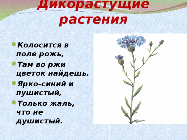 Дикорастущие растения