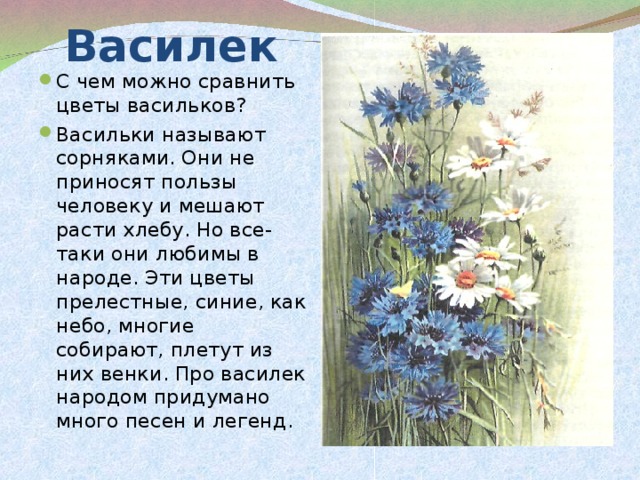 Василек