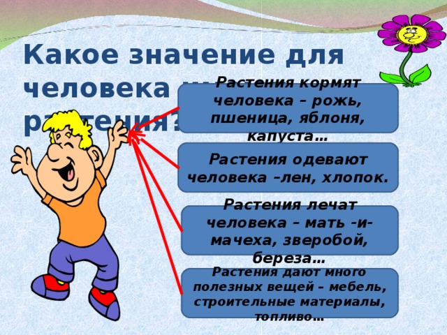 Какое значение для человека имеют растения? Растения кормят человека – рожь, пшеница, яблоня, капуста… Растения одевают человека –лен, хлопок. Растения лечат человека – мать -и- мачеха, зверобой, береза… Растения дают много полезных вещей – мебель, строительные материалы, топливо…