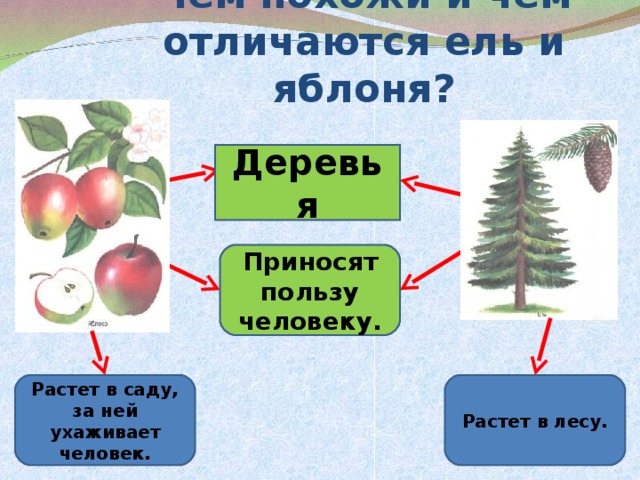 Чем похожи и чем отличаются ель и яблоня? Деревья Приносят пользу человеку. Растет в саду, за ней ухаживает человек. Растет в лесу.