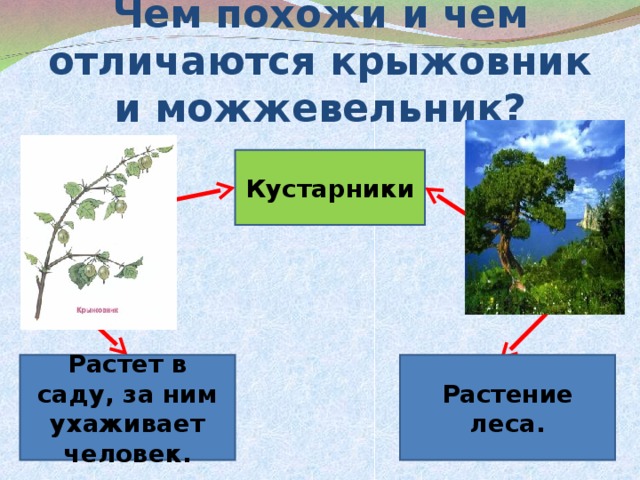 Чем похожи и чем отличаются крыжовник и можжевельник? Кустарники Растет в саду, за ним ухаживает человек. Растение леса.